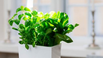 Tregren T3 Kitchen Garden