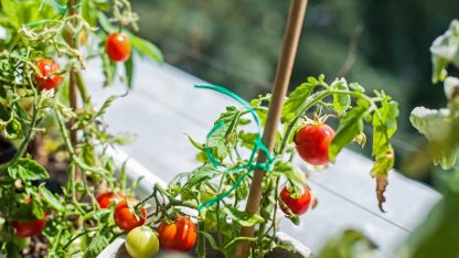 pestovani-zeleniny-na-balkone