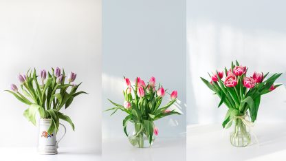 tulips