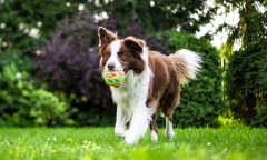 jak-vybrat-antiparazitika-pro-psy