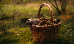 košík hub připravený ke skladování