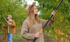 stříhání stromů