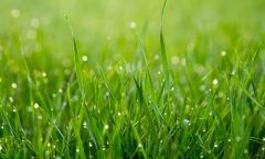 vhodné travní osivo na setí