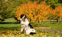 pes-na-podzimni-zahrade