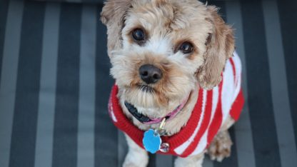 vyber-obleceni-pro-psy