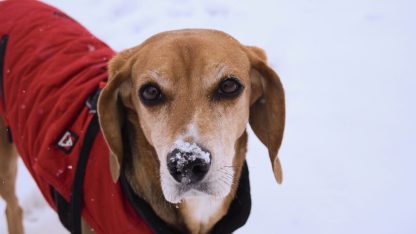 vybirame-oblecky-pro-psy